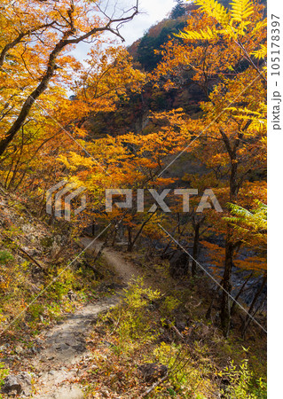 栃木日光市 日光国立公園 紅葉の龍王峡 栃木日光市 日光国立公園 紅葉の龍王峡 105178397