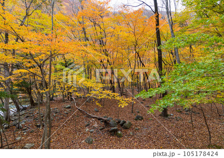 栃木日光市　日光国立公園　紅葉の龍王峡 105178424