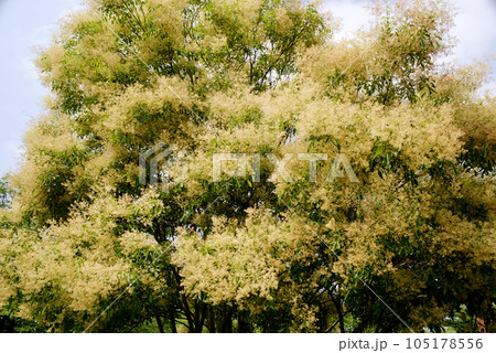 ネズミモチの花 105178556