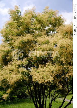 ネズミモチの花 ネズミモチの花 105178557