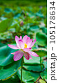 ピンク色が濃い花びらが美しい蓮の花 105178634