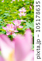 淡いピンクが美しい夏の花、蓮 105178635