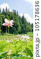 里山に夏に咲く蓮の花 105178636
