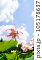 空に向かって咲く蓮の花 105178637