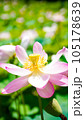 大輪の花を咲かせる蓮の花 105178639
