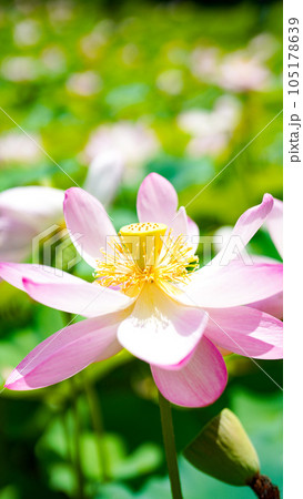 大輪の花を咲かせる蓮の花 大輪の花を咲かせる蓮の花 105178639