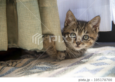 カーテンで遊ぶ仔猫【トラ縞の猫】 カーテンで遊ぶ仔猫【トラ縞の猫】 105178700