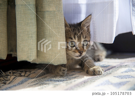 カーテンで遊ぶ仔猫【トラ縞の猫】 105178703