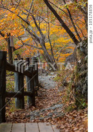 栃木日光市 日光国立公園 紅葉の龍王峡 栃木日光市 日光国立公園 紅葉の龍王峡 105178856