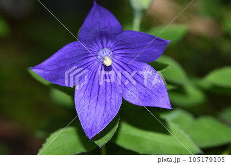 一輪のアポイギキョウの花 一輪のアポイギキョウの花 105179105