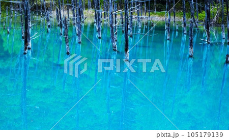 美瑛の青い池 105179139