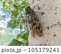 木に留まるセミの写真 105179241