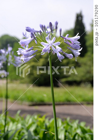 アガパンサスの花 アガパンサスの花 105179290