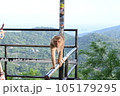 手すりを歩くサル 105179295