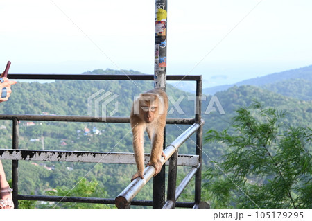 手すりを歩くサル 手すりを歩くサル 105179295