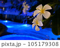 南国の花とナイトプール 105179308
