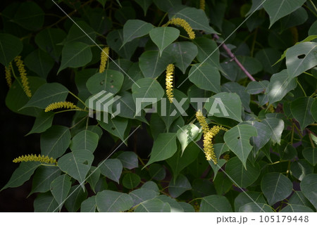 なんきんはぜの花 105179448