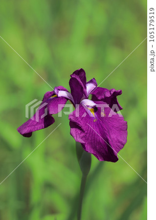 菖蒲 105179519
