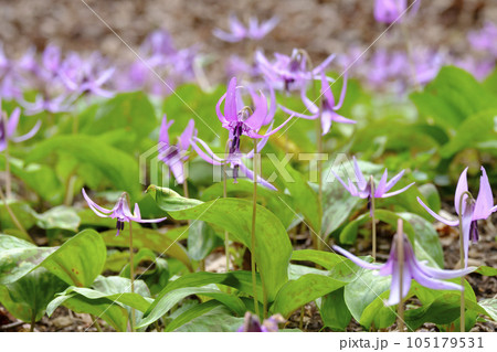 春の里山に咲くカタクリの花 春の里山に咲くカタクリの花 105179531