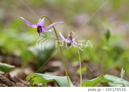 春の里山に咲くカタクリの花 105179538