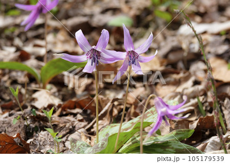 春の里山に咲くカタクリの花 春の里山に咲くカタクリの花 105179539