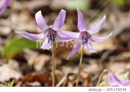 春の里山に咲くカタクリの花 105179540