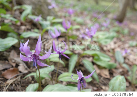 春の里山に咲くカタクリの花 105179564