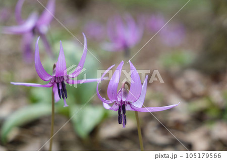 春の里山に咲くカタクリの花 105179566
