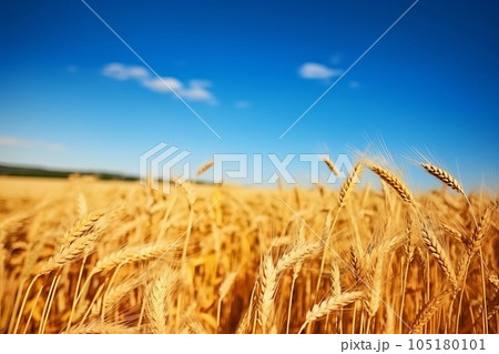 黄金色に輝く大麦畑　AI生成画像　AI画像 105180101