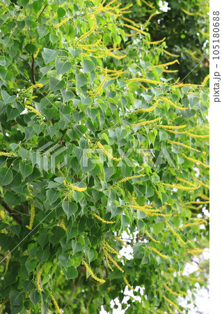 南京黄櫨(ナンキンハゼ)の雄花と雄花の付け根の雌花(果実) 南京黄櫨(ナンキンハゼ)の雄花と雄花の付け根の雌花(果実) 105180688