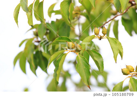 姫沙羅（ヒメシャラ）の実 105180709