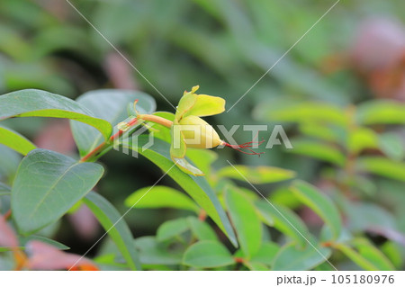 美容柳（ビヨウヤナギ）の果実 105180976