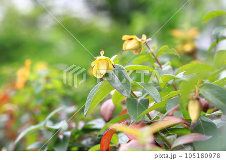 美容柳(ビヨウヤナギ)の果実 美容柳(ビヨウヤナギ)の果実 105180978