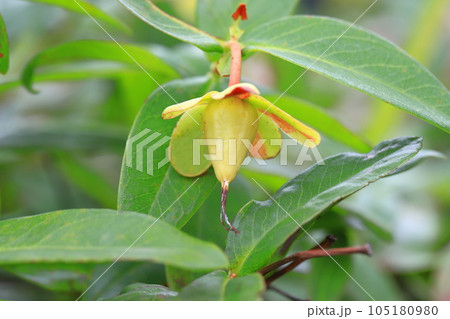 美容柳（ビヨウヤナギ）の果実 105180980