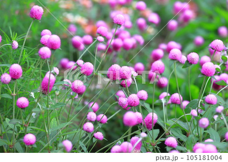 満開の千日紅（センニチコウ）の花 105181004