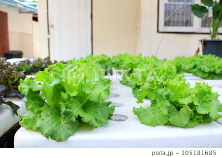 Beside view of Frillice iceberg lettuce on white box. 105181685