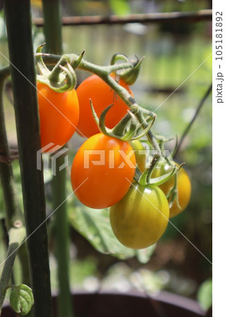 家庭菜園のオレンジ色ミニトマト 家庭菜園のオレンジ色ミニトマト 105181892