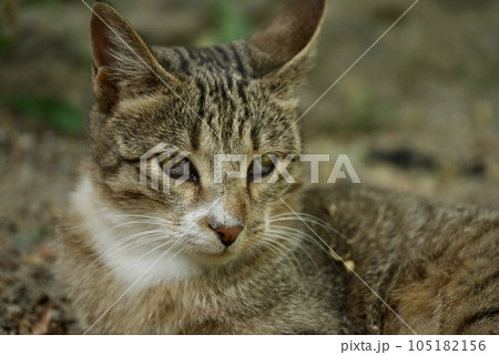 瞬膜が少し気になるノラ猫。 瞬膜が少し気になるノラ猫。 105182156