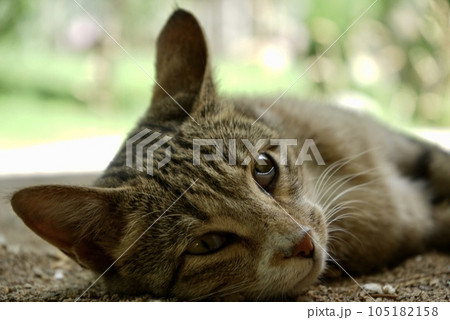 キジトラ猫のドアップ。 キジトラ猫のドアップ。 105182158