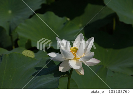 蓮の花のある風景 蓮の花のある風景 105182769