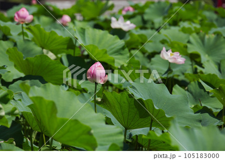 蓮の花のある風景 105183000