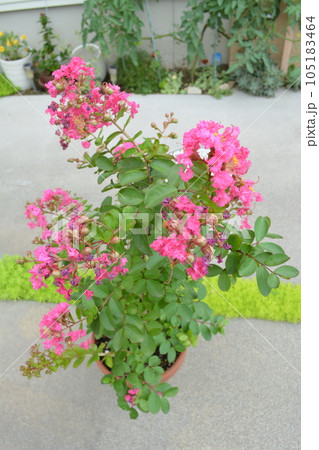 鉢植えサルスベリの赤い花 鉢植えサルスベリの赤い花 105183464