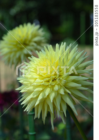 ダリア(ミネソタ・マイ・グランド) ダリア(ミネソタ・マイ・グランド) 105183558