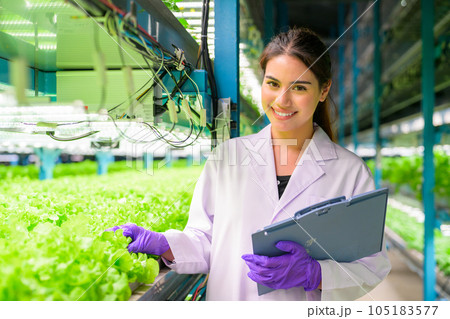 Researchers developing vegetable varieties at greenhouse agriculture 105183577