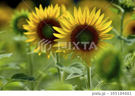 ヒマワリの花畑 105184881