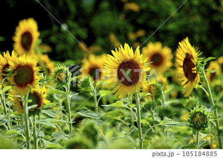 ヒマワリの花畑 ヒマワリの花畑 105184885