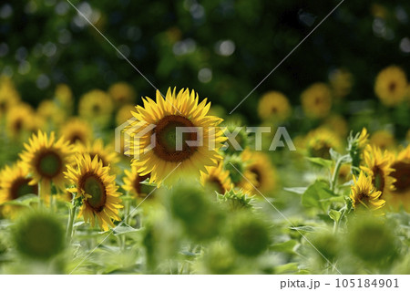 ヒマワリの花畑 105184901