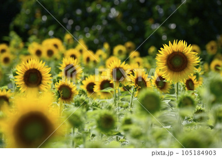 ヒマワリの花畑 105184903