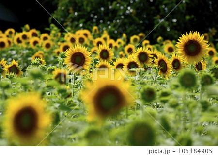 ヒマワリの花畑 105184905