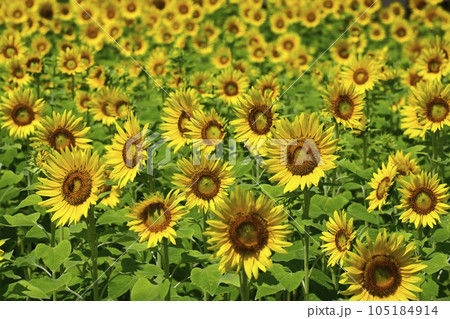 ヒマワリの花畑 105184914